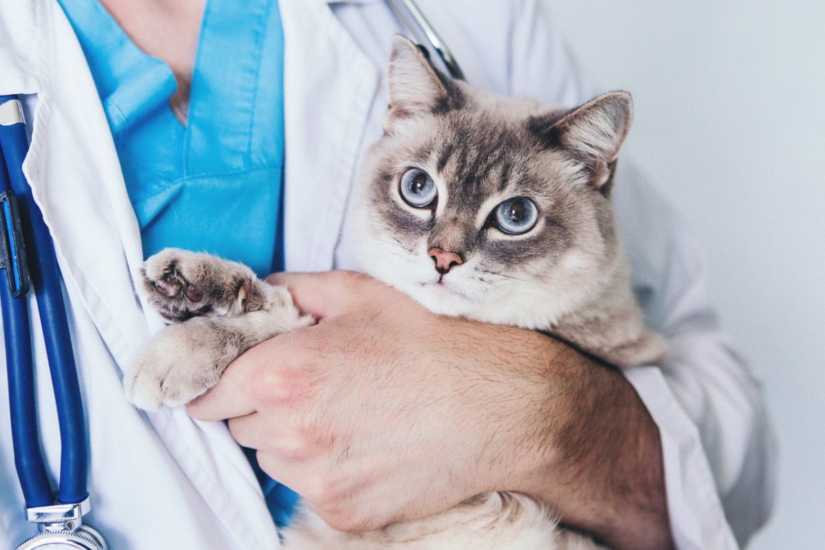 1a11e655490c3c9d720de8515486af68