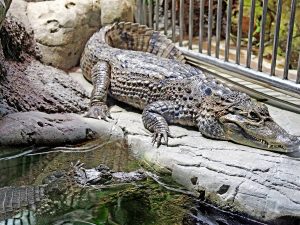 Скидка в океанариум - 50 руб от цены билета Скидка в океанариум - 50 руб от цены билета