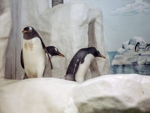 Скидка в океанариум - 50 руб от цены билета Скидка в океанариум - 50 руб от цены билета