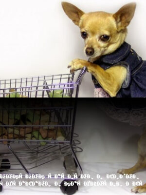 Зарабатывайте с нашей партнерской программой в категории Для животных Зарабатывайте с нашей партнерской программой в категории Для животных