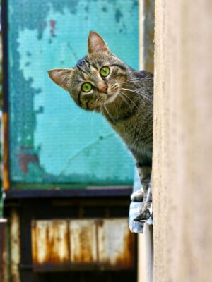 Поиск пропавших животных в сложных локациях Поиск пропавших животных в сложных локациях