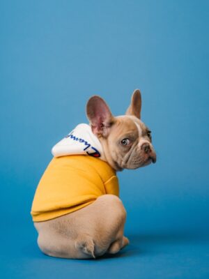 Поиск пропавших животных камерами наблюдения Поиск пропавших животных камерами наблюдения