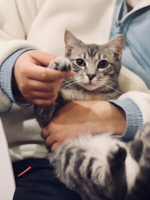 Локальный поиск пропавших животных волонтерами Локальный поиск пропавших животных волонтерами