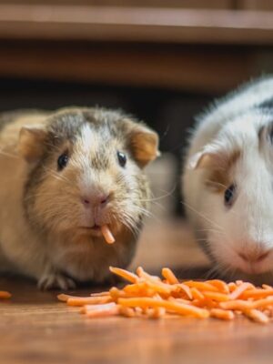 Локальный поиск животных с приманками Локальный поиск животных с приманками